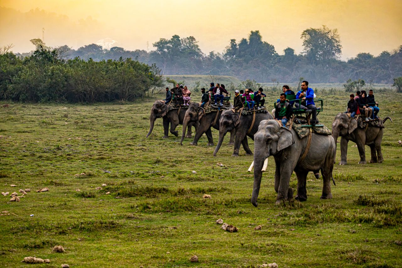 gallery-5 Tourists enjoy an elephant safari in a lush natural landscape at sunset.