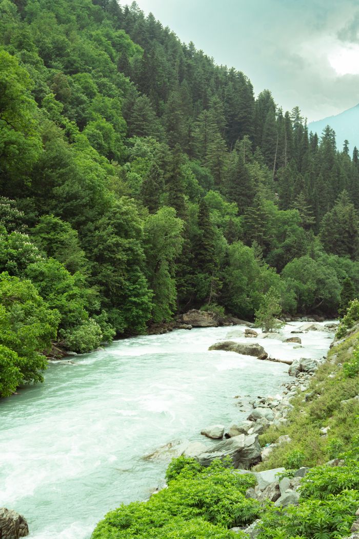 Scenic view of a river surrounded by lush green forests in Sonamarg, Kashmir.